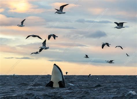 Orcas Spyhopping Kvaloya Troms Norway Stock Image C0496391