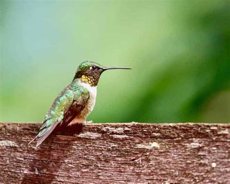 What Kind Of Hummingbird Is That The Most Common Hummingbirds In North