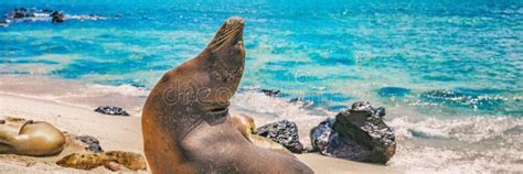 Panoramic Image Of Galapagos Sea Lion In Sand Lying On Beach Galapagos