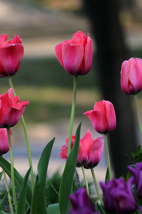 Pink And Purple Tulips Photograph By Martin Morehead
