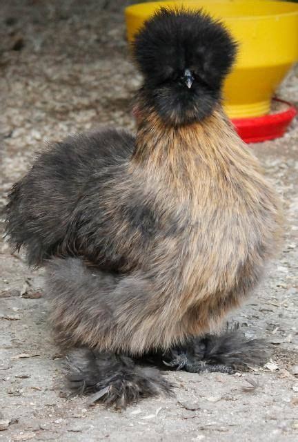 Partridge Silkie A Lovely Colour Silkies Are The Cuddly Teddy Bears Of The Chicken World