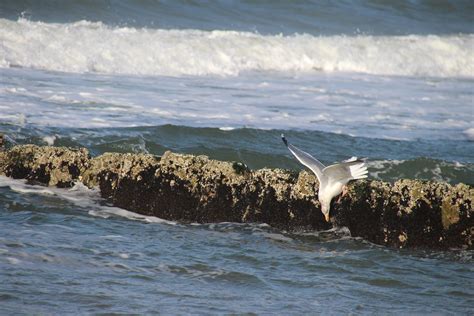Безплатна снимка плаж море крайбрежие океан птица бряг морски