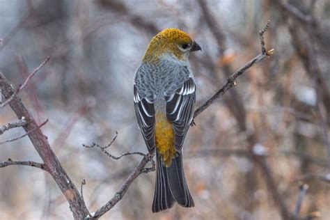 Winter Birds Archives Birds Calgary