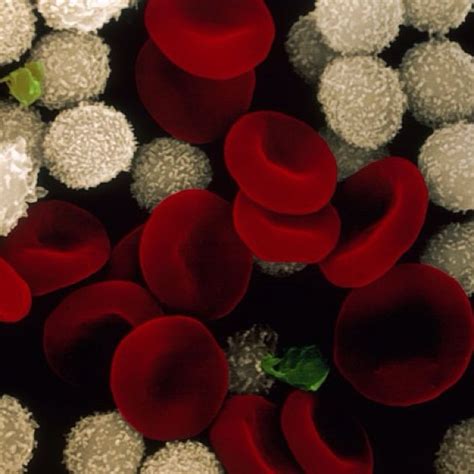 Erythrocytes And Leukocytes Red Blood Cells And White Bloo Flickr