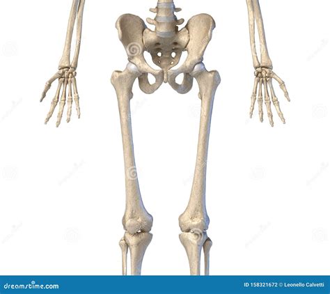 Human Anatomy Hip Limbs And Hands Skeleton Front View Stock
