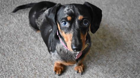 Discover The 3 Types Of Dachshund Dogs