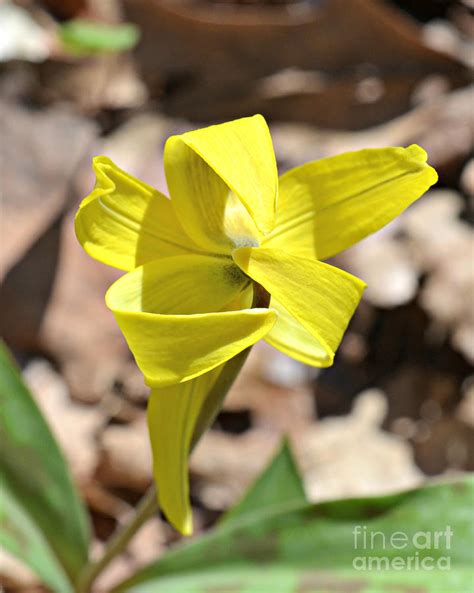 Dog Tooth Lily Photograph By Lila Fisher Wenzel Fine Art America