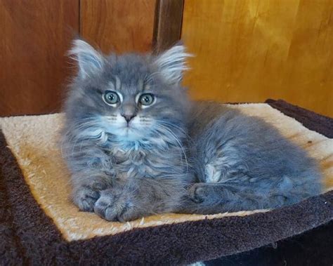 Raglincoons Cattery Maine Coon Ragdoll Mix Kittens Ragdoll Maine Coon