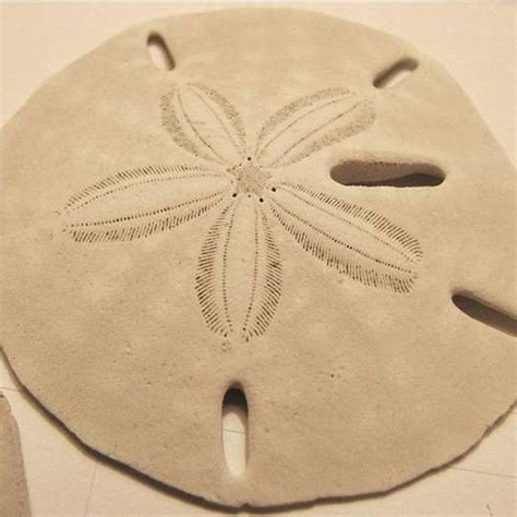 How To Find And Preserve Sand Dollars Seashell Crafts Shell Crafts