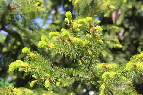 Young Bright Fresh Needles Grew On Spruce Branches In Spring Stock