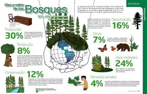 Uso Y Valor De Los Bosques Infografia Bosque Forestal