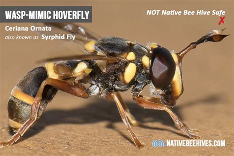 Syrphid Fly Wasp Mimic Native Bee Hives Bee Native Bees Bee Hive