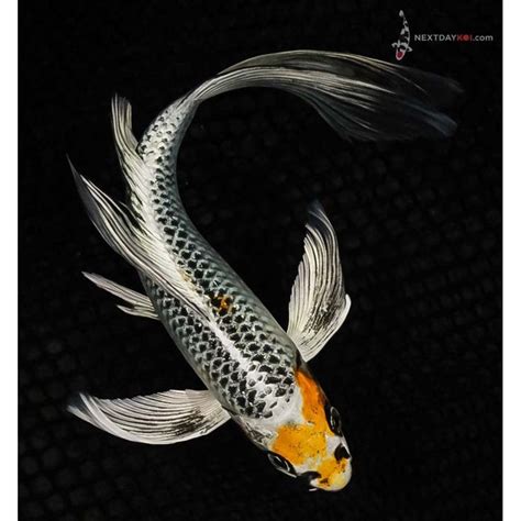 8 Kujaku Butterfly Koi Koi Fish For Sale Butterfly Koi Koi Fish