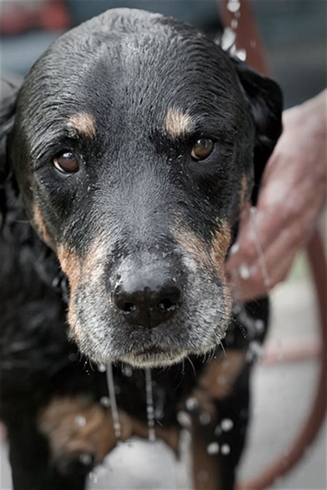 21 Pictures Of Dogs Surviving Bath Time