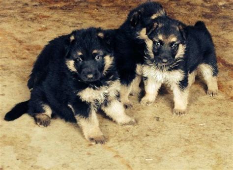 For a full description check out the activities page. AKC German shepherd puppies for Sale in Oregon City ...