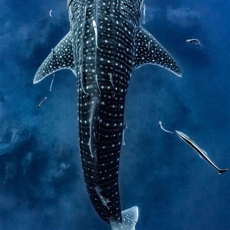 Spotted Whale Shark Wall Art Photography