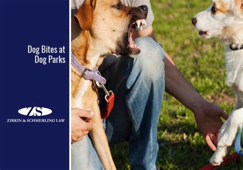 Dog Attack At Dog Parks Zirkin And Schmerling Law