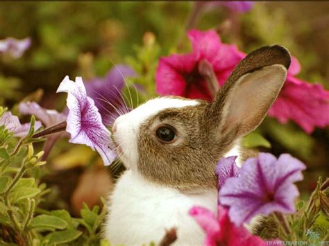 Very Cute Baby Animal Pictures Bing Images Tier Wallpaper Bunny