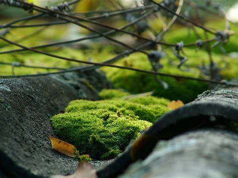 Moss Close Up Detail ~ Nature Photos On Creative Market