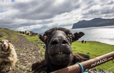 Only In The Faroe Islands