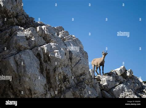 Mountain Goat Julian Alps Slovenia Europe Stock Photo Alamy