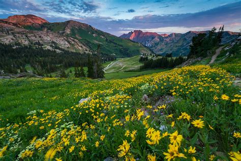 Wasatch Mountain Wildflowers Utah Scenic Photography 1 Clint Losee