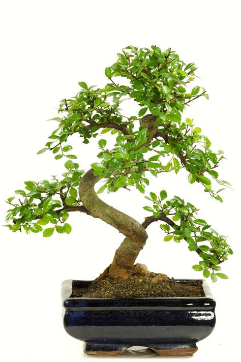 The beauty of the bonsai trees is second to none and they can be the object of desire in rooms. Indoor Chinese Elm bonsai tree great for beginners with ...