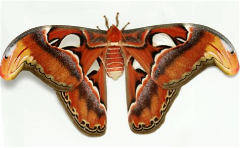 The moth is beautiful and very large, but also the caterpillars look amazing. Species Profile: Attacus Atlas Moth | The Herpetological Society of Ireland
