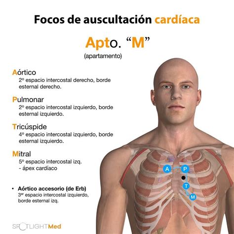 Tipos De Sons Pulmonares