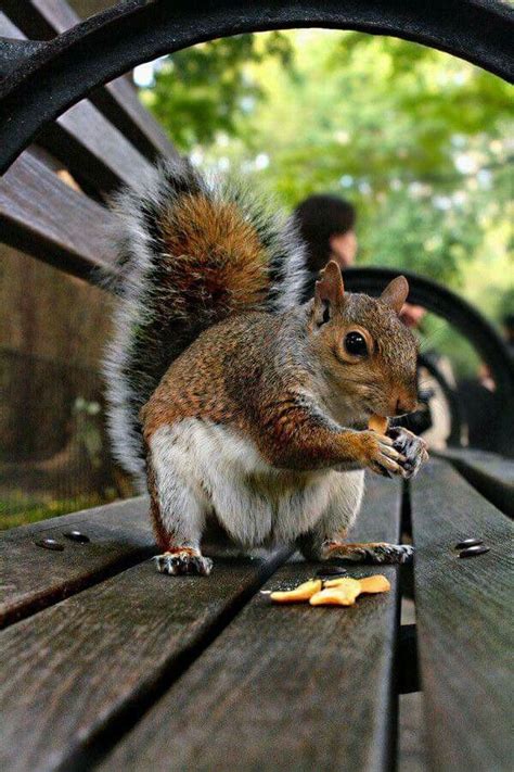 🌳🥜 Cute Squirrel Squirrel Pictures Animals Beautiful
