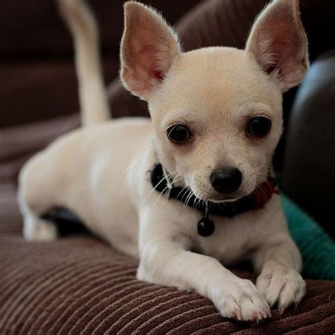 Teacup Chihuahuas For Adoption Love Photos Puppy