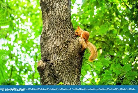 Redheaded Squirrel With Protruding Ears Collects Ripe Nuts Funny Squirrel On A Tree Holds A Nut