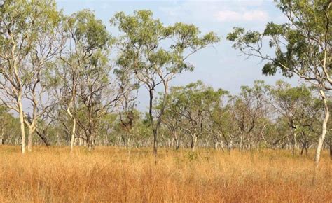Flourishing Savanna Woodlands Mean Forests Are Still Absorbing Carbon