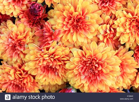 Fall Mums High Resolution Stock Photography And Images Alamy