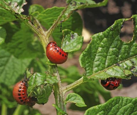 Red Bugs On The Tomato Plants Garden Guides