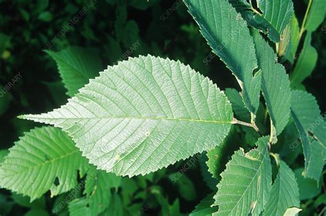 American Elm Leaf Stock Image B7400788 Science Photo Library