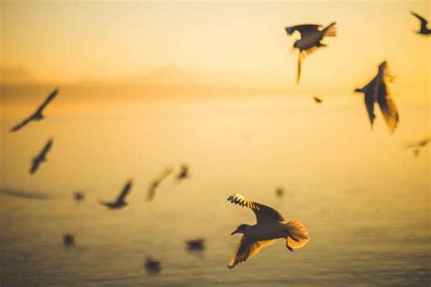 557262 Beach Birds Blurred Dawn Dusk Flock Flying Motion Ocean
