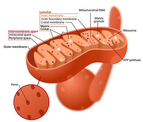 Studying The Inner Structure Of Mitochondria Results In Discovery Of