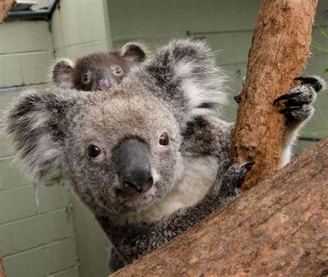 Shawty, can i get your digits. Pin di Samantha Gerron su Koalas