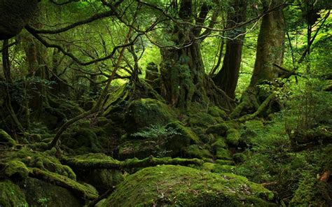 Nature Landscape Green Forest Trees Moss Wallpapers