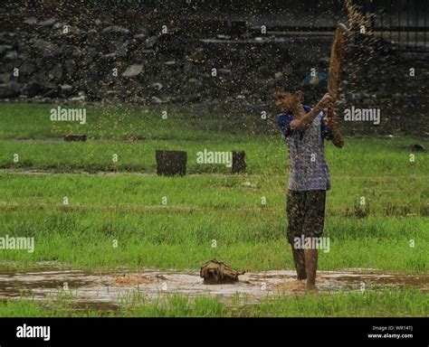 What Is A Mud Cricket Telegraph