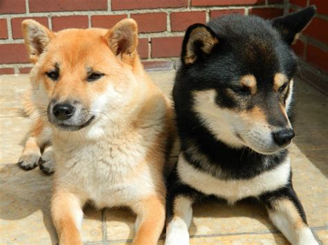 The website proclaims many doggie wars have been waged over precious treasure and delicious goodies. here are some other articles that you may be interested in Herkunft - Shiba-Pflege