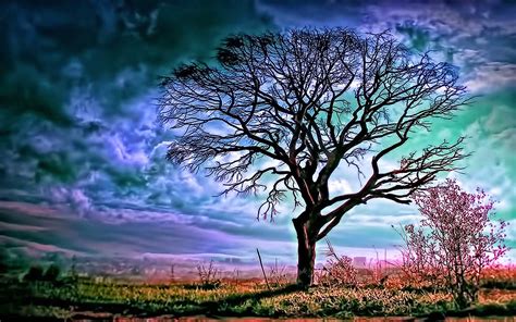 Hdr Tree Hd Wallpaper Background Image 1920x1200 Id697647