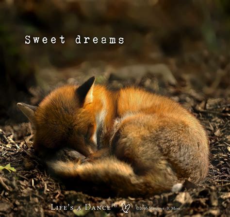 Sweet Dreams Good Night Dream Life Faded Fox Wild Cats Animals