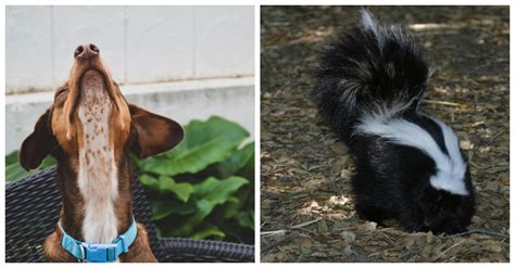 Unique 60 of Can Skunk Spray Blind A Dog | a-rollercoasteride