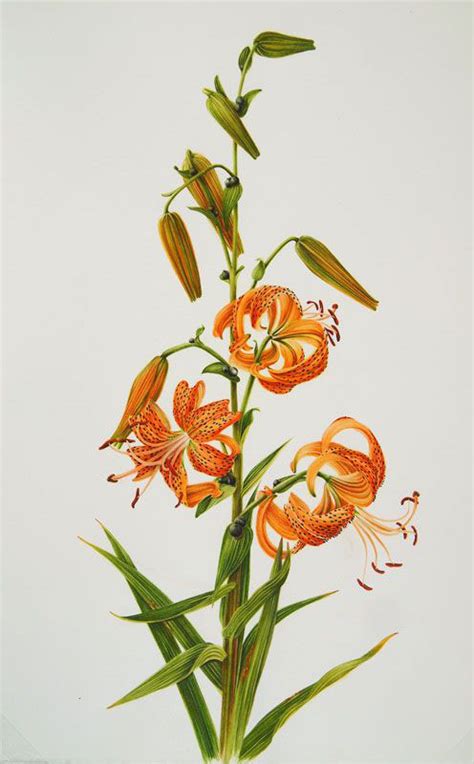 Tiger Lily Facts And Health Benefits