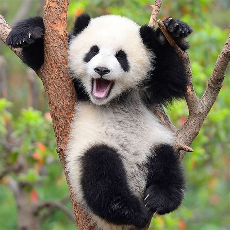 Be Happy Cute Panda Cute Baby Animals Baby Panda