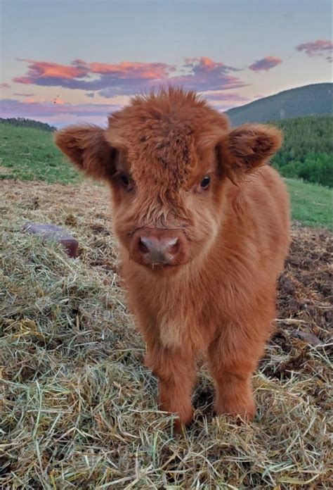 Pinterest Alyssajoyduke Cute Baby Cow Fluffy Cows Cute Cows