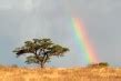 Things You Didn T Know About African Acacia Trees Afktravel