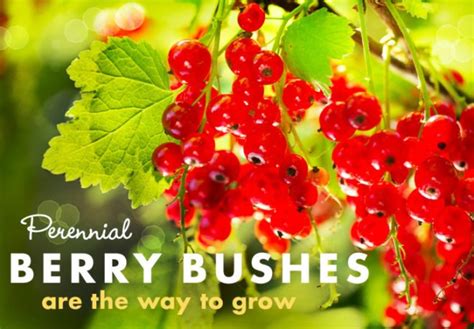 For Perennial Fruit Gardens Berries Are The Way To Grow